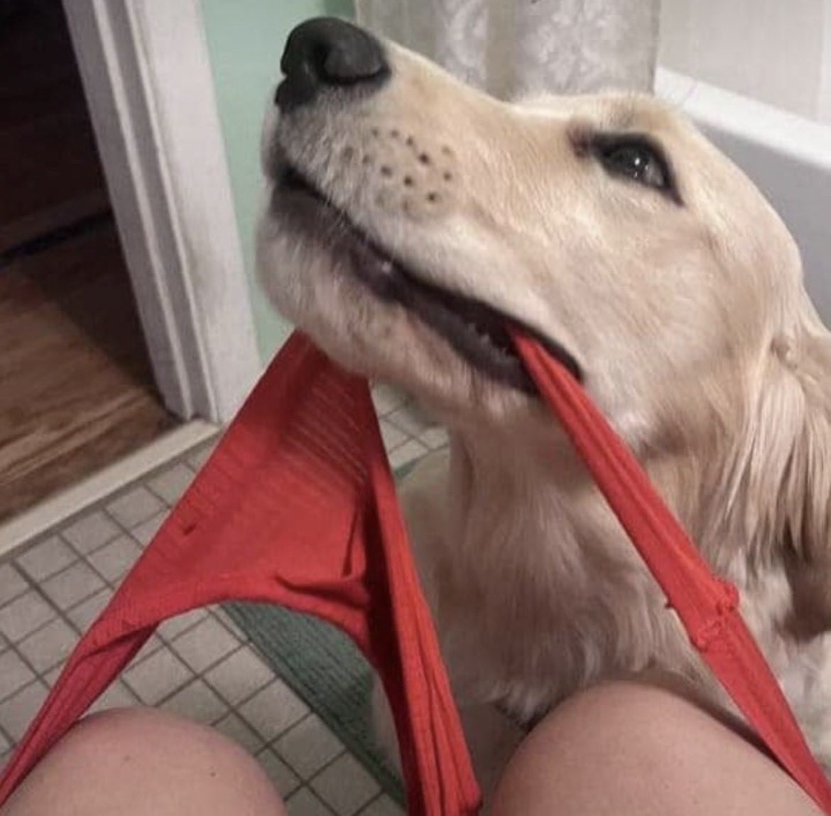 brittloverdfw's tweet photo. Hotastuck fo
my dog goes deeper inside me
https://t.co/2umsJSlqeN
#zoophillia #zoosarevalid #beastiality #dogknot #zooprideisvalid #zoophile #hypnotistzoophilesarevalid #zoophiletwt
#zootwt #zoopositivity
#grope #Pardi #jjk242spoilers #uk#germany                           #cowboy https://t.co/sfkUiP9qUI