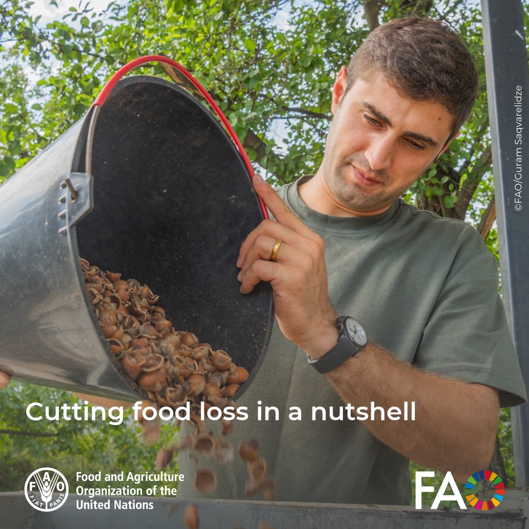 FAOKnowledge's tweet photo. Food lost before it’s eaten means wasted resources. Through food safety measures &amp; new dryers, @FAO ENPARD IV supports hazelnut farmers to reduce losses &amp; protect harvests.

Daily actions &amp; improvements can avoid food loss!

Read the story ➡️ https://t.co/a3FB6oyVho

#FLWDay https://t.co/7A5VQE4Mgs
