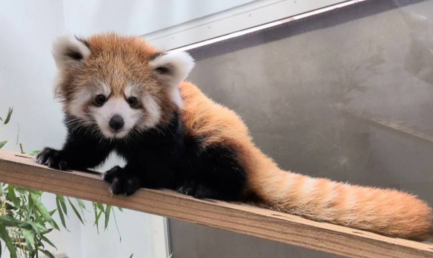 kumamotocityzoo's tweet photo. 9月29日(火)は、休園日です。

#熊本市動植物園
#シセンレッサーパンダ
#愛称は桃香　#もこ
#10月1日から一般公開予定 https://t.co/sgPNf1zOTZ