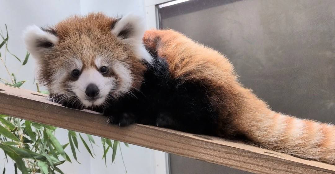 kumamotocityzoo's tweet photo. 9月29日(火)は、休園日です。

#熊本市動植物園
#シセンレッサーパンダ
#愛称は桃香　#もこ
#10月1日から一般公開予定 https://t.co/sgPNf1zOTZ