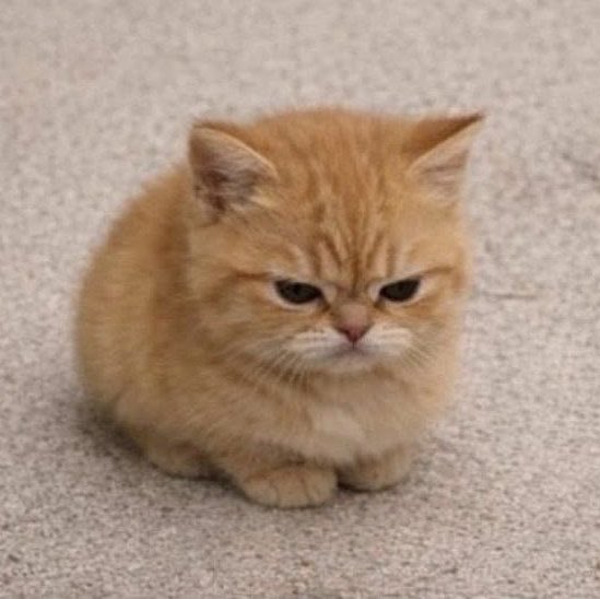 maygrantdaily's tweet photo. angy kitty 😾 https://t.co/OXjbWuSlGW