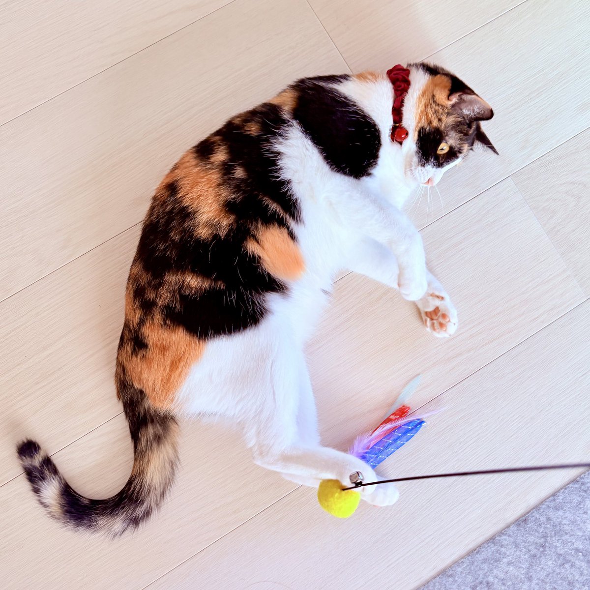 nekodepp's tweet photo. 足でキャッチ
#三毛猫 https://t.co/xtV4FDtzOU