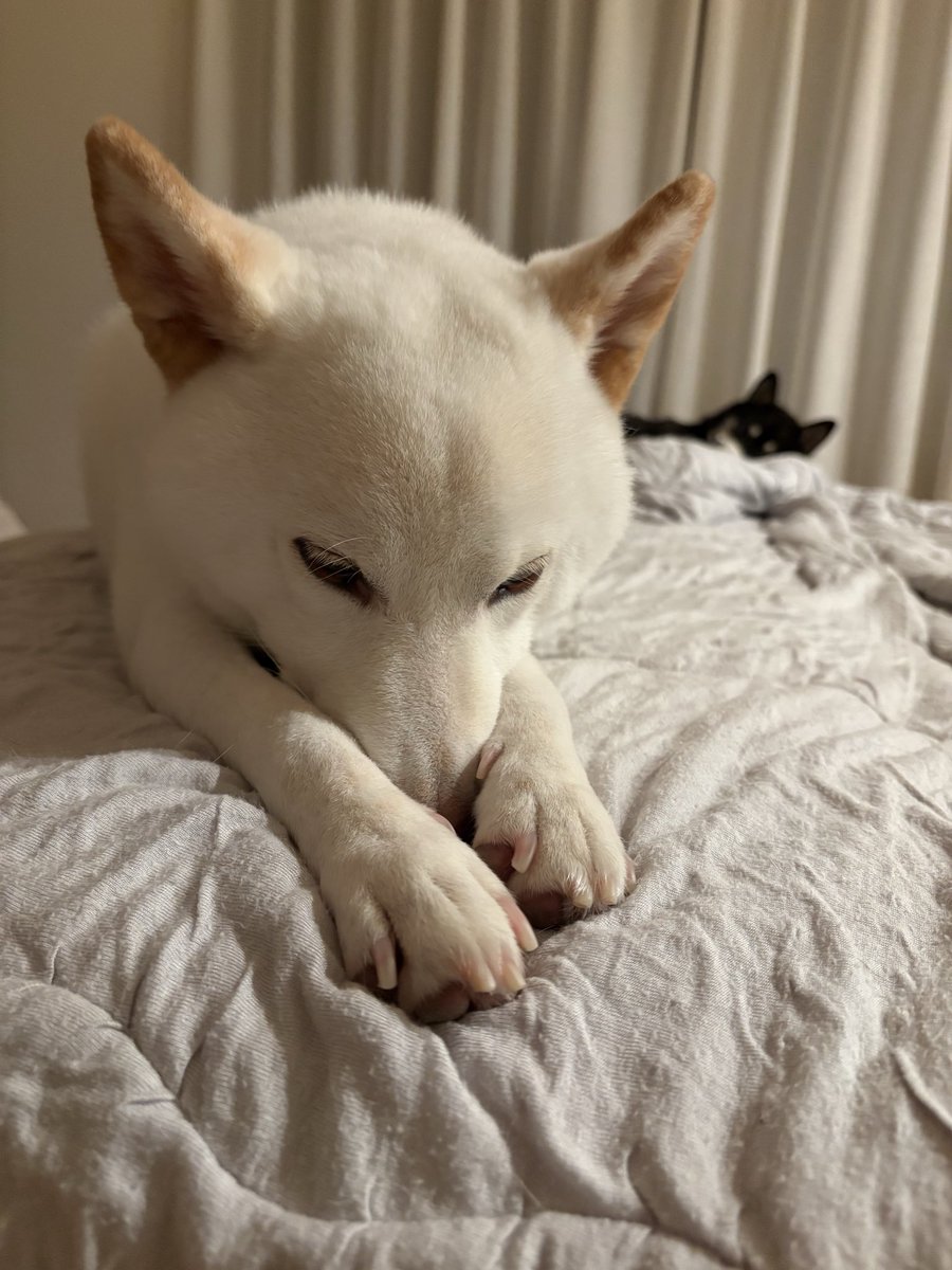 ytk8109's tweet photo. 雨ばっかりでつまらないねぇ〜

#柴犬 #黒柴 #白柴 #shibainu https://t.co/ravgtbD3nM