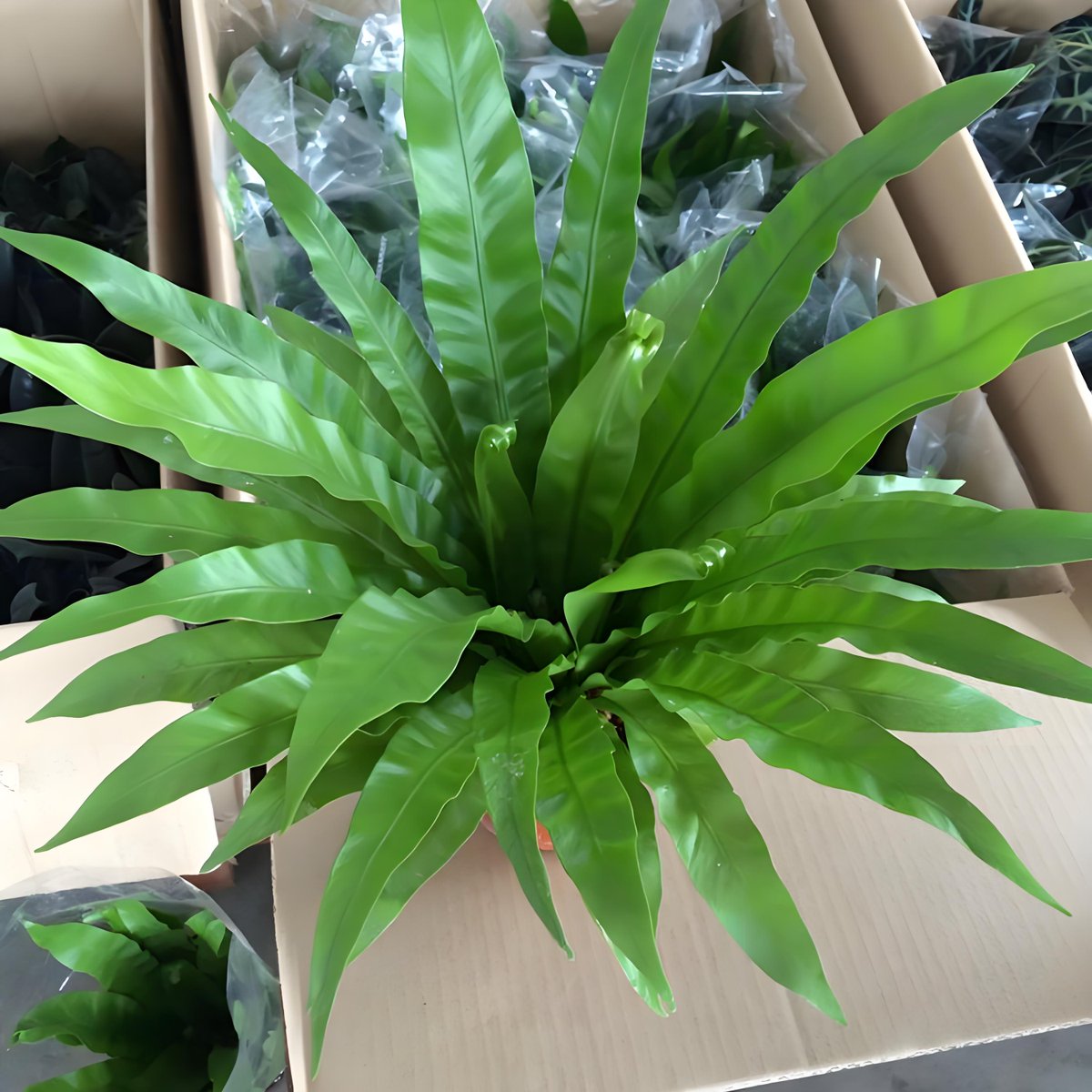 ChanelleMakm's tweet photo. Transformé una botella de plástico usada en una maceta bonita para mis plantas. Reciclar es genial y fácil! https://t.co/wOxJd85y0U