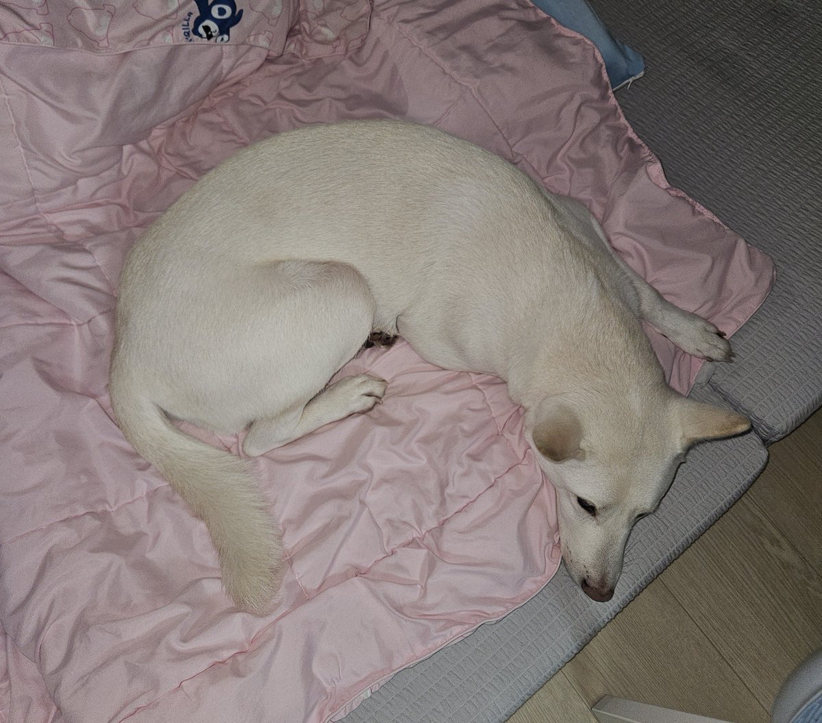 kimsan_0505's tweet photo. 퇴근하고 집 오자마자 뒷산으로 산책갔다가 개운하게 목욕하고 미뤄둔 집안일까지 싹싹 다 함. 그리고 8시 33분. 드디어 눕다. 최고다 진짜. https://t.co/tsAeQVOj2y
