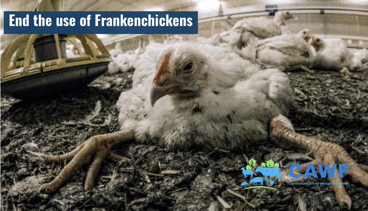 ConservativeAWF's tweet photo. Frankenchickens are fast-growing chickens bred to reach slaughter weight in just a few weeks. Many suffer painful leg and bone problems, struggling to move, lameness and heart failure. A shift to slower-growing breeds gives birds more time to develop and can improve their welfare. End the use of Frankenchickens