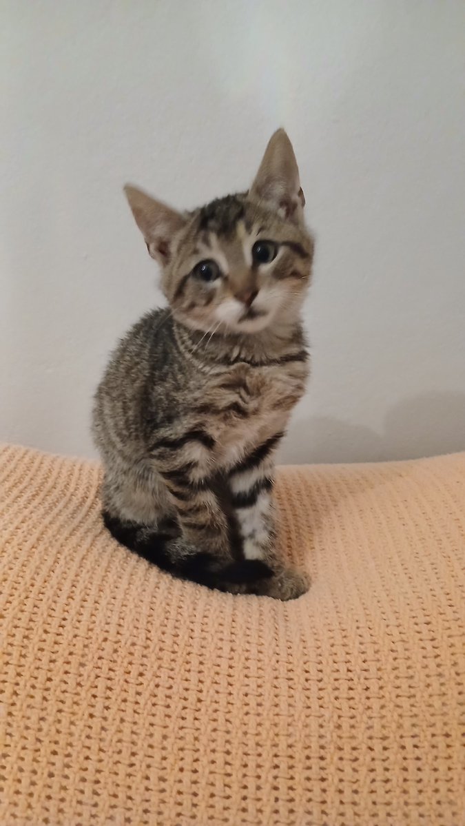 elifkedisii's tweet photo. Gariban kedi nasıl  olur derseniz buyrun. Bildiğiniz garip, üstüne üstlük kimsenin istemediği bir garip😔 https://t.co/r3KUO0szUd