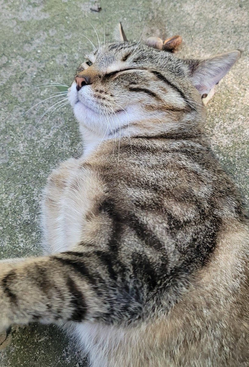 JaybinLIVE's tweet photo. Goodmorning goodmorning!!

I hope everyone has an amazing week! Don't forget to take care of yourself and enjoy the little things in life! 

Have a meower for the road 😌 https://t.co/7BQrU0lFcO