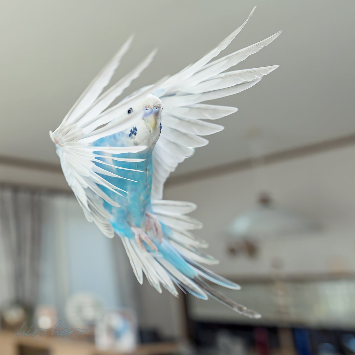 hirohero's tweet photo. ちらり。

撮影：2026.09.22

#セキセイインコ https://t.co/Uu5VXT3chH