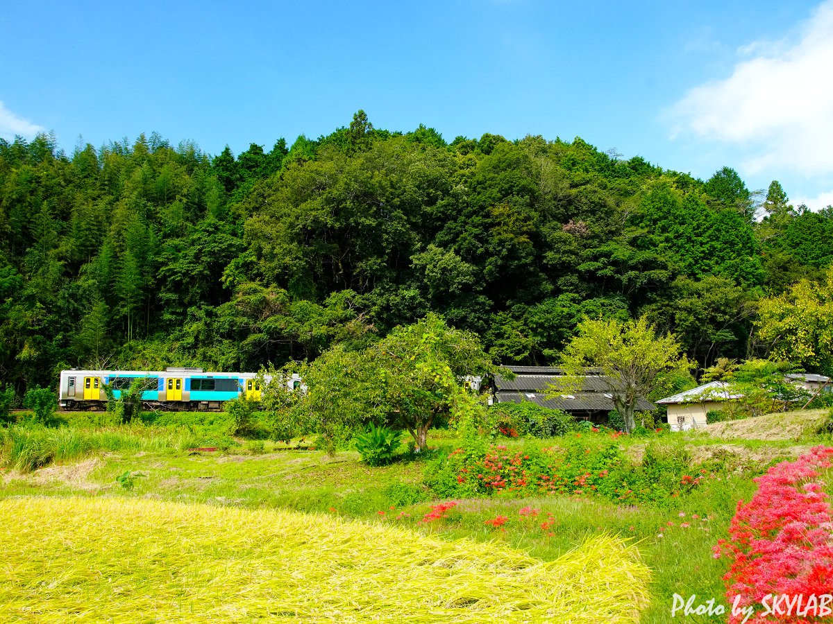 tyupichan's tweet photo. 週末の水郡線の風景その2も，彼岸花を主題に。見頃になった彼岸花は，赤い絨毯になって沿線を彩っていました。
秋のこの風景は心の癒やしの風景です😊
一橋は，予定していた撮影場所の彼岸花が見頃を過ぎてしまってのスクランブル
【JR水郡線　2026年9月25日　茨城県常陸大宮市・久慈郡大子町にて撮影 https://t.co/vKdZT5xVbH