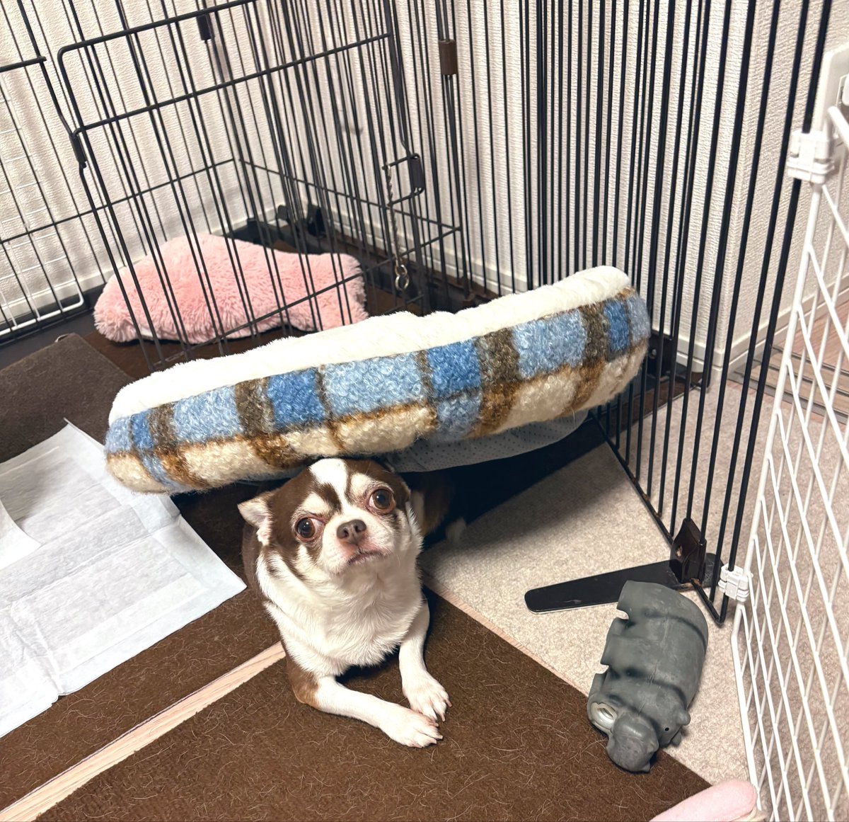 min_wtk's tweet photo. 新しいベッド買ってきたけど、独特な使い方が出来てて可愛いね🥺 https://t.co/LI4UDyuICc