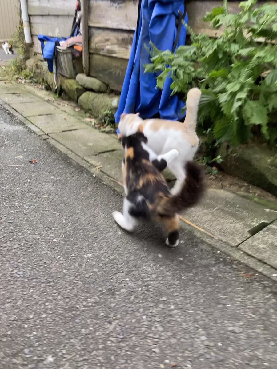 kuronekotashiro's tweet photo. 飛び出して来た二代目ちゃめこ😂
そのままミルクティーに突進して猫パンチ！更に追いかけてダブルパンチ😅

#田代島クロネコ堂 #猫島 #tashirojima #catisland #CatsOnX #CatsOfX #cat #cats https://t.co/P2wj6ZQyMf
