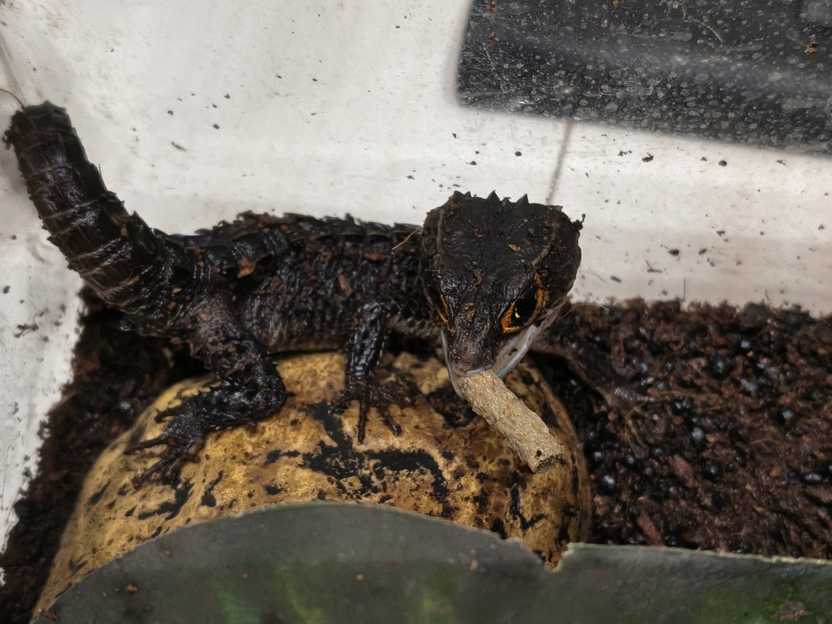 KK_INT650's tweet photo. 餌を見せびらかしてくれました。

＃アカメカブトトカゲ https://t.co/5lAlNE5l5V
