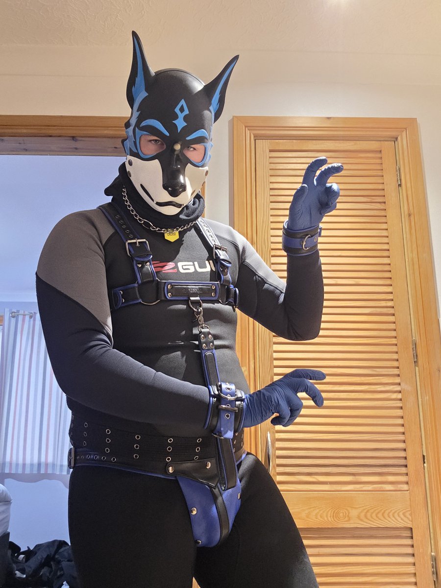 Shirouwolf27's tweet photo. Feeling a little wild tonight 🐺💙

Don’t worry, I don't bite.
...probably...... 🐺

Hood by: @Pupjoi
Harness, Collar and jock by: @furrjoi01 https://t.co/9DXzfwPzIj