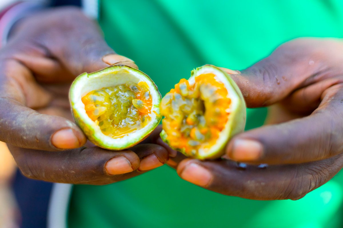 HoReCo_Rw's tweet photo. Kwihaza Project | Advancing Horticulture Through Passion Fruit Farming in Rusizi 

Promising progress is being recorded among farmers of KOHIGA Cooperative in @RusiziDistrict under the #KwihazaProject, funded by the @EUinRW and @cooperation_lu through #NAEB and implemented by #HoReCo.
Farmers appreciated @RwandAgriExport for supporting the growth of Rwanda’s horticulture sector and enabling them to pursue professional passion fruit production. With hands-on training and technical guidance from HoReCo #agronomists, farmers are adopting improved agronomic practices, building confidence to increase yields, improve livelihoods and access profitable markets.

Photo credit : @HoReCo_Rw