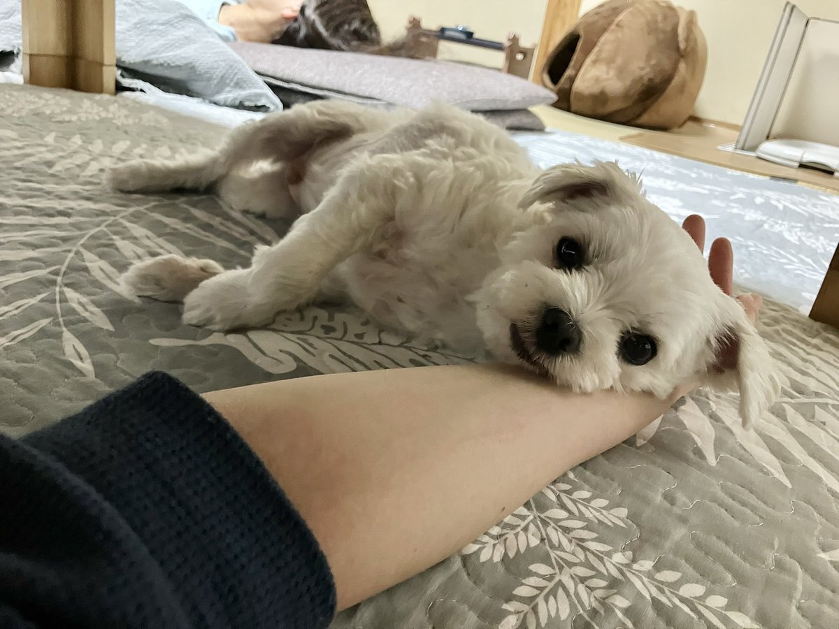 I_need_Omocha's tweet photo. 僕ちんすこやかセレクション
#マルチーズ
#犬のいる暮らし https://t.co/sMGSWfH8tH