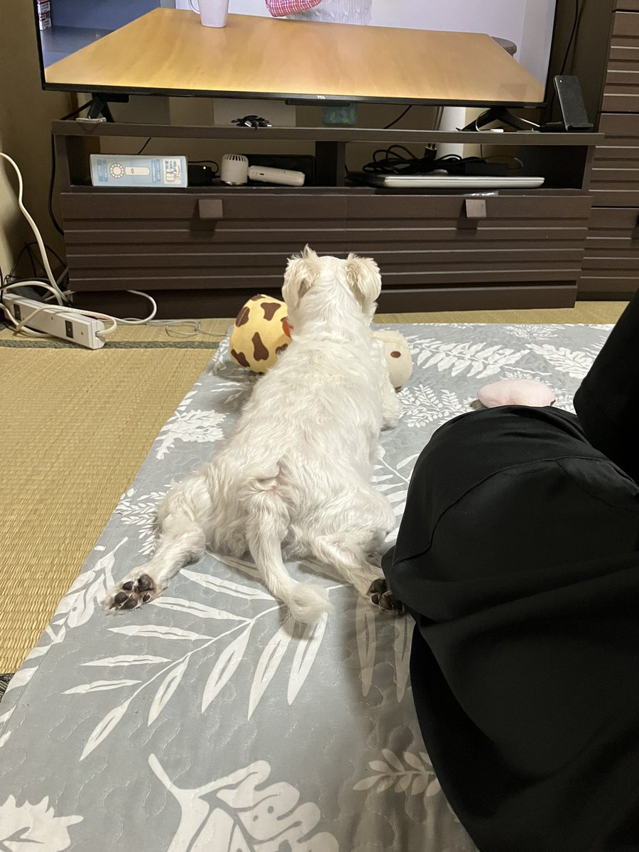 I_need_Omocha's tweet photo. 僕ちんすこやかセレクション
#マルチーズ
#犬のいる暮らし https://t.co/sMGSWfH8tH