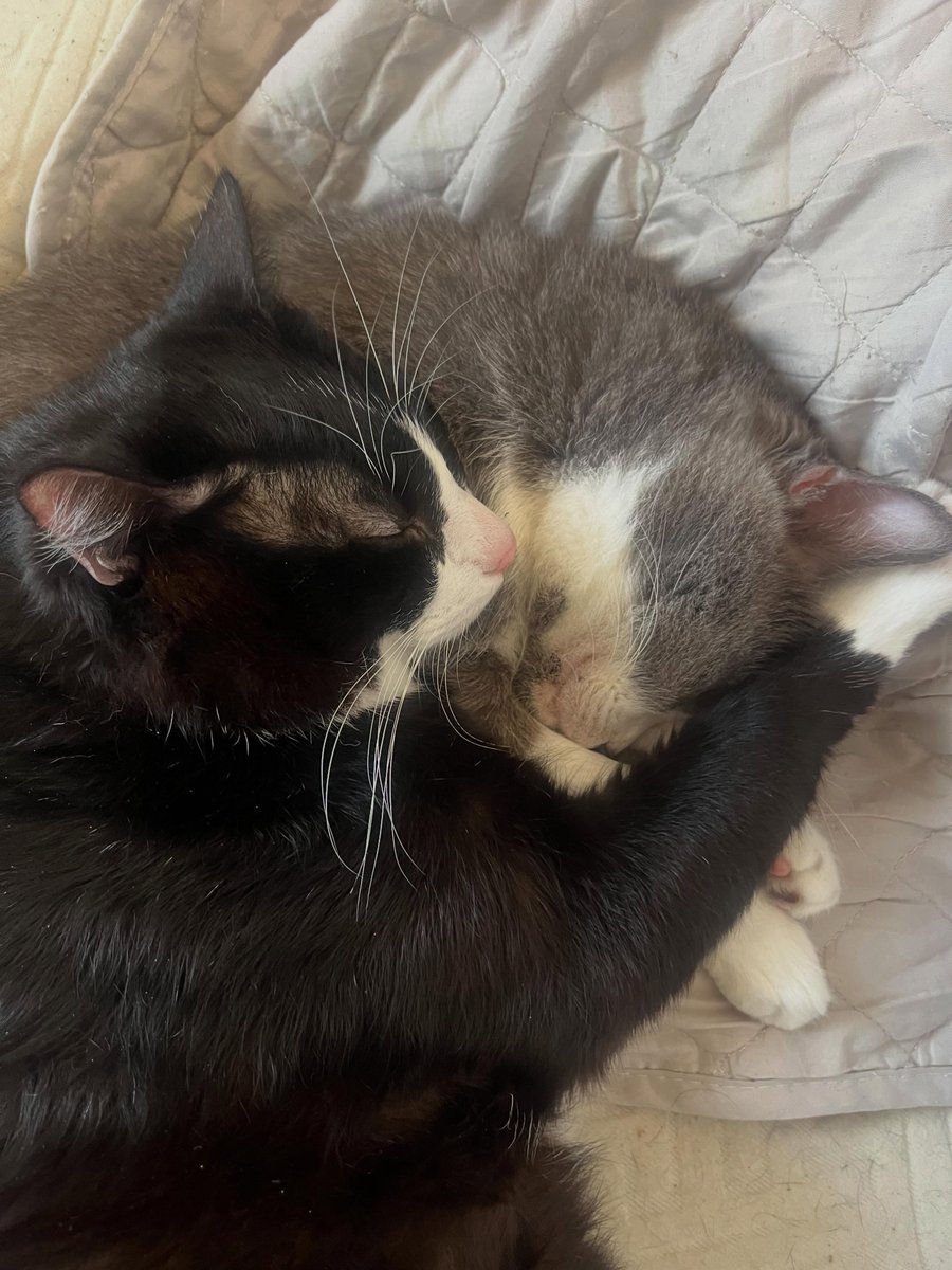 benjaminanjxlb's tweet photo. Mission accomplished! To delight our beloved big cats, we were asked to write a letter to their idol, Chicco Micio Panda from Bagno di Romagna! We now know it was read, and we’re sending a big hug to his little brother Nuvola too! https://t.co/ZOC633OL1I