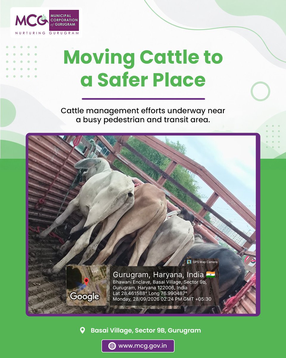 MunCorpGurugram's tweet photo. Responsible cattle management is an important part of maintaining safer roads and public spaces. On-ground removal work in progress.
Location: Basai Village, Sector 9B, Gurugram

#MissionStrayCattleFreeGurugram #StrayCattleFreeGurugram #MCGGurugram #Gurugram #SafeRoads #RoadSafety #PublicSafety #SmoothTraffic #AnimalSafety #OnGroundAction #SaferGurugram

@MoHUA_India @YTKDIndia @SwachhBharatGov @SwachhBharat @MoHUA_India @MoJSDDWS @cmohry @NayabSainiBJP @Rao_InderjitS @VipulGoelBJP @csharyana @DiprHaryana @PradeepIAS_HR @OfficialGMDA @CPCB_OFFICIAL @CAQM_Official