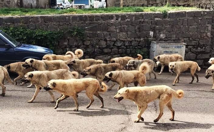 neoldu's tweet photo. İçişleri Bakanlığı: 

Türkiye'de başıboş köpeklerin %99.6'sı toplandı. https://t.co/v6aQGtFNew