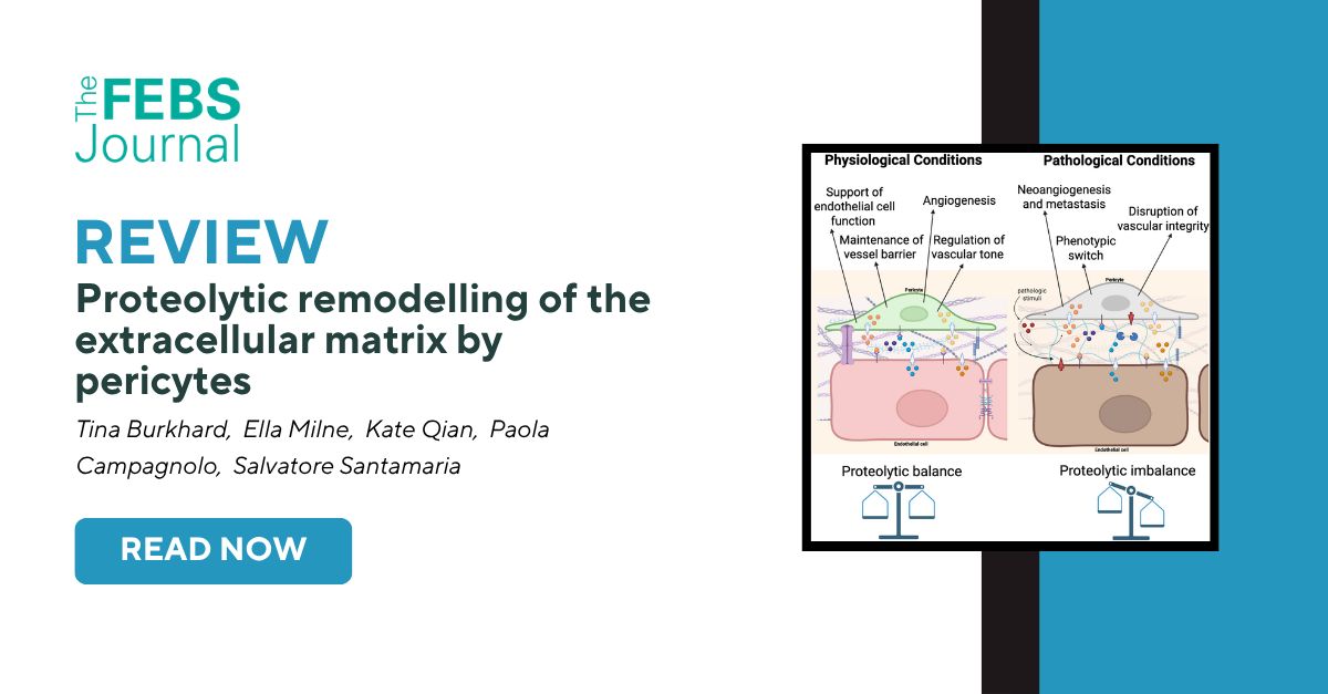 FEBSJournal's tweet photo. 🔬 Pericytes are essential perivascular cells that maintain vascular integrity and homeostasis while actively driving angiogenesis, capillary blood flow, and tissue remodeling during regeneration.

Burkhard et al. discussed how pericytes contribute to the synthesis and remodelling of the ECM in different pathophysiological conditions, and shared an atlas of the pericyte matrisome 👉 

📕 Proteolytic remodelling of the extracellular matrix by pericytes

📖 Pericytes are specialised perivascular cells intimately connected with endothelial cells and essential for the maintenance of vascular beds. They contribute to the formation and remodelling of the extracellular matrix by actively secreting proteases and protease inhibitors. Under pathologic conditions, this delicate proteolytic balance is altered, leading to profound changes that compromise vascular integrity and function.

✍ Tina Burkhard,  Ella Milne,  Kate Qian,  Paola Campagnolo,  Salvatore Santamaria

Access the full Review here ➡️ https://t.co/APiRitDCwC

#pericyte #ECM #matrisome #proteolysis