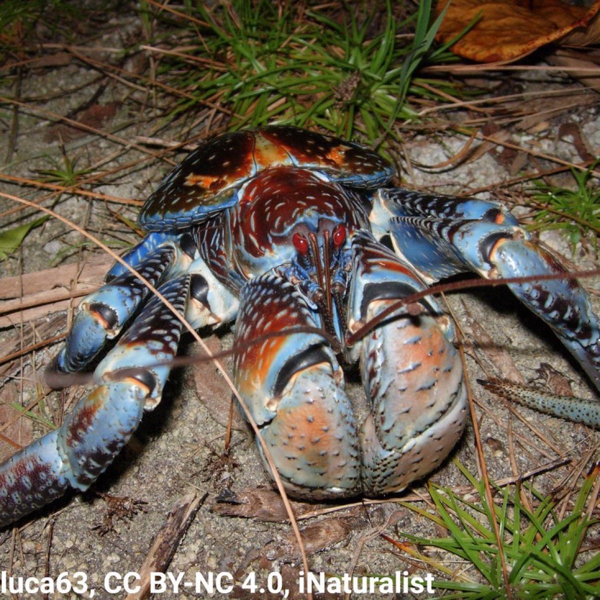 AMNH's tweet photo. The world’s largest terrestrial invertebrate? That would be the coconut crab. It can span ~3 ft (1 m) long from leg tip to leg tip &amp; weigh ~8 lbs (4 kg)! It inhabits coasts off of the Indo-Pacific Ocean. Scientists have compared its pinching power to a lion’s bite force!🥥🦀 https://t.co/g4NTF1e2uX