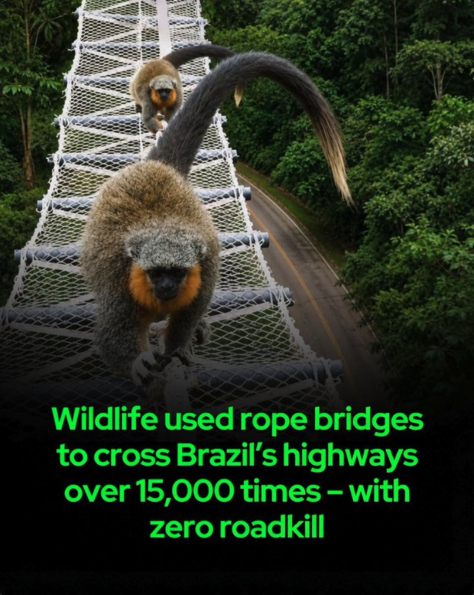 Rainmaker1973's tweet photo. Rope bridges have enabled wildlife to cross a highway more than 15,000 times without a single recorded death.

In Alta Floresta, a municipality in Mato Grosso state, Brazil, eight canopy bridges were installed in response to rising concern over animals killed while traveling between forest fragments separated by roads. Camera traps monitored the structures for 15 months and documented thousands of crossings by monkeys and other arboreal mammals.

Among the species using the bridges were spider monkeys, red howler monkeys, night monkeys, capuchins, Schneider’s marmosets, and the critically endangered Alta Floresta titi monkey. The bridges were developed by Projeto Reconecta, a conservation initiative founded by Brazilian biologist Fernanda Abra. Each crossing consists of layers of interwoven rope designed to support different styles of movement. Some monkeys walk across the top, while others swing underneath or rely on their tails for balance. Opossums, sloths, and various small mammals have also been recorded using comparable structures.

The project demonstrates that animals often require time to adjust. In Alta Floresta, capuchin monkeys waited seven months before first using one of the bridges. Ongoing monitoring indicates that use increases as wildlife grows accustomed to the new pathways.

Roads create problems beyond direct collisions. They fragment habitats, isolate populations, and limit gene flow between groups. Over time, this can diminish genetic diversity and leave threatened species more susceptible to disease, habitat loss, and inbreeding. The loss of fruit-eating primates further harms the forest, as many of these animals disperse seeds and aid plant regeneration.

Brazil hosts the world’s greatest diversity of primates, yet nearly 9 million mammals are estimated to die on the country’s roads each year. The federal transport department has now adopted Reconecta’s rope-bridge design as the recommended national standard for Brazilian highways. Eight additional bridges are planned for Alta Floresta, and the project is expanding to other regions of Brazil as well as neighboring Suriname.