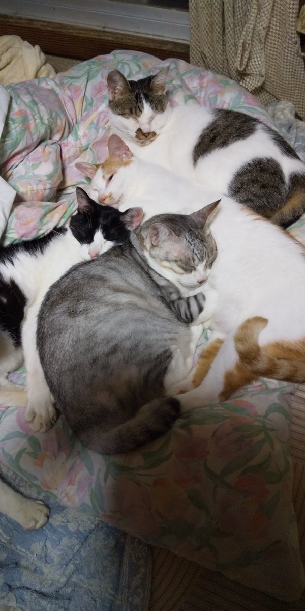 kurohigechibi's tweet photo. 猫団子待ちの皆様、お待たせしました！
ベッドの上で形成された獲れたて猫団子、どうぞご賞味あれ！！🍡 https://t.co/ArAPTyRiKk