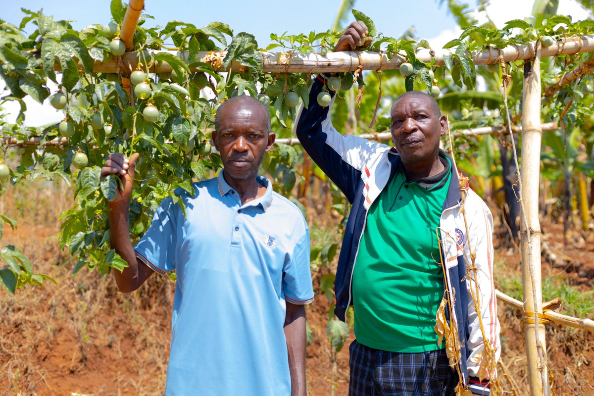 HoReCo_Rw's tweet photo. Kwihaza Project | Advancing Horticulture Through Passion Fruit Farming in Rusizi 

Promising progress is being recorded among farmers of KOHIGA Cooperative in @RusiziDistrict under the #KwihazaProject, funded by the @EUinRW and @cooperation_lu through #NAEB and implemented by #HoReCo.
Farmers appreciated @RwandAgriExport for supporting the growth of Rwanda’s horticulture sector and enabling them to pursue professional passion fruit production. With hands-on training and technical guidance from HoReCo #agronomists, farmers are adopting improved agronomic practices, building confidence to increase yields, improve livelihoods and access profitable markets.

Photo credit : @HoReCo_Rw