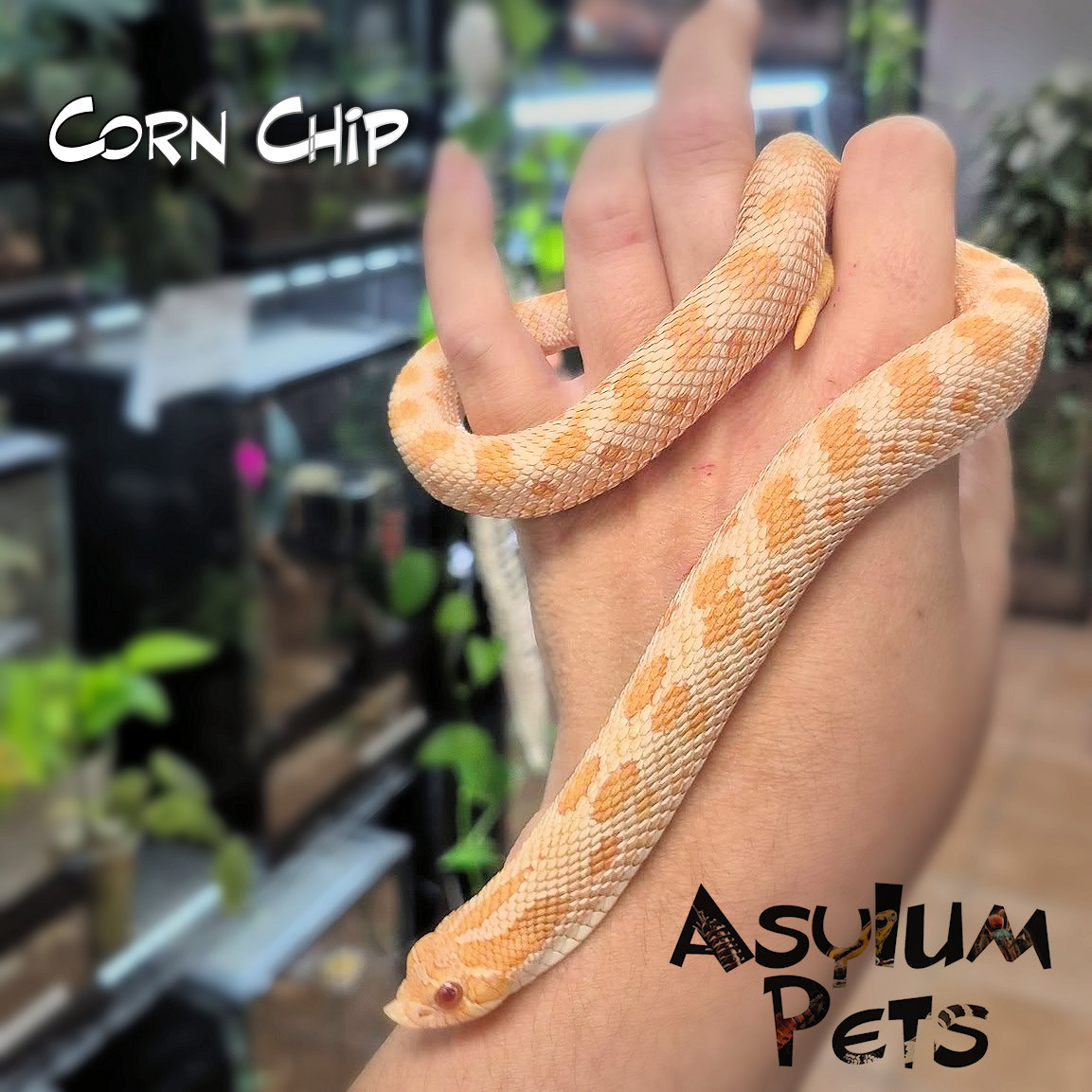 AsylumPets49509's tweet photo. We’re thrilled to announce the 2nd clutch currently incubating here at Asylum Pets! We have seven eggs from Aileen Wournos (a normal with possible hets) and Corn Chip, our stunning AAA male who sired our previous albino clutch. We expect these little ones to begin pipping around October 24th, and we can’t wait to see them hatch next month! Aileen has also been a wonderful ambassador for our shop, frequently visiting local elementary schools as part of our education program.
In the meantime, we still have a few of Corn Chip’s previous hatchlings looking for their forever homes. Stop by the shop to meet them, explore our full selection of reptiles and invertebrates, and browse our wide range of supplies. Whether you need to stock up on feeders, refresh your enclosure decor, or replace your UVB bulbs, we have everything you need to keep your pets thriving. Stay tuned for info about some new inmates currently set to arrive this week at Asylum Pets. See you soon!
#asylumpets #hognose