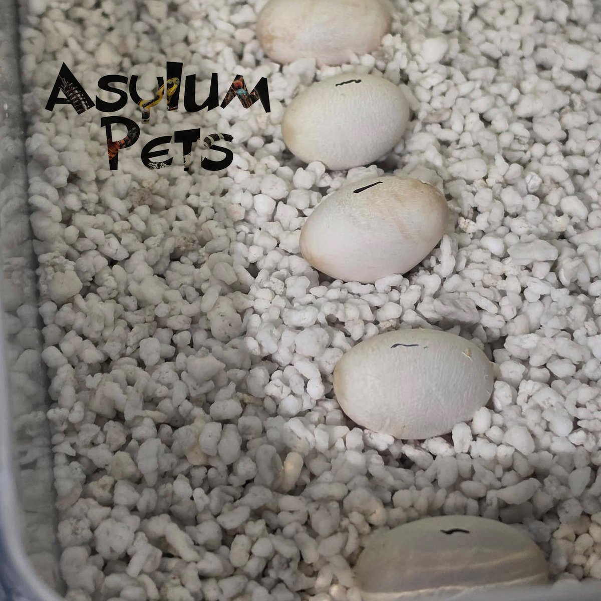 AsylumPets49509's tweet photo. We’re thrilled to announce the 2nd clutch currently incubating here at Asylum Pets! We have seven eggs from Aileen Wournos (a normal with possible hets) and Corn Chip, our stunning AAA male who sired our previous albino clutch. We expect these little ones to begin pipping around October 24th, and we can’t wait to see them hatch next month! Aileen has also been a wonderful ambassador for our shop, frequently visiting local elementary schools as part of our education program.
In the meantime, we still have a few of Corn Chip’s previous hatchlings looking for their forever homes. Stop by the shop to meet them, explore our full selection of reptiles and invertebrates, and browse our wide range of supplies. Whether you need to stock up on feeders, refresh your enclosure decor, or replace your UVB bulbs, we have everything you need to keep your pets thriving. Stay tuned for info about some new inmates currently set to arrive this week at Asylum Pets. See you soon!
#asylumpets #hognose