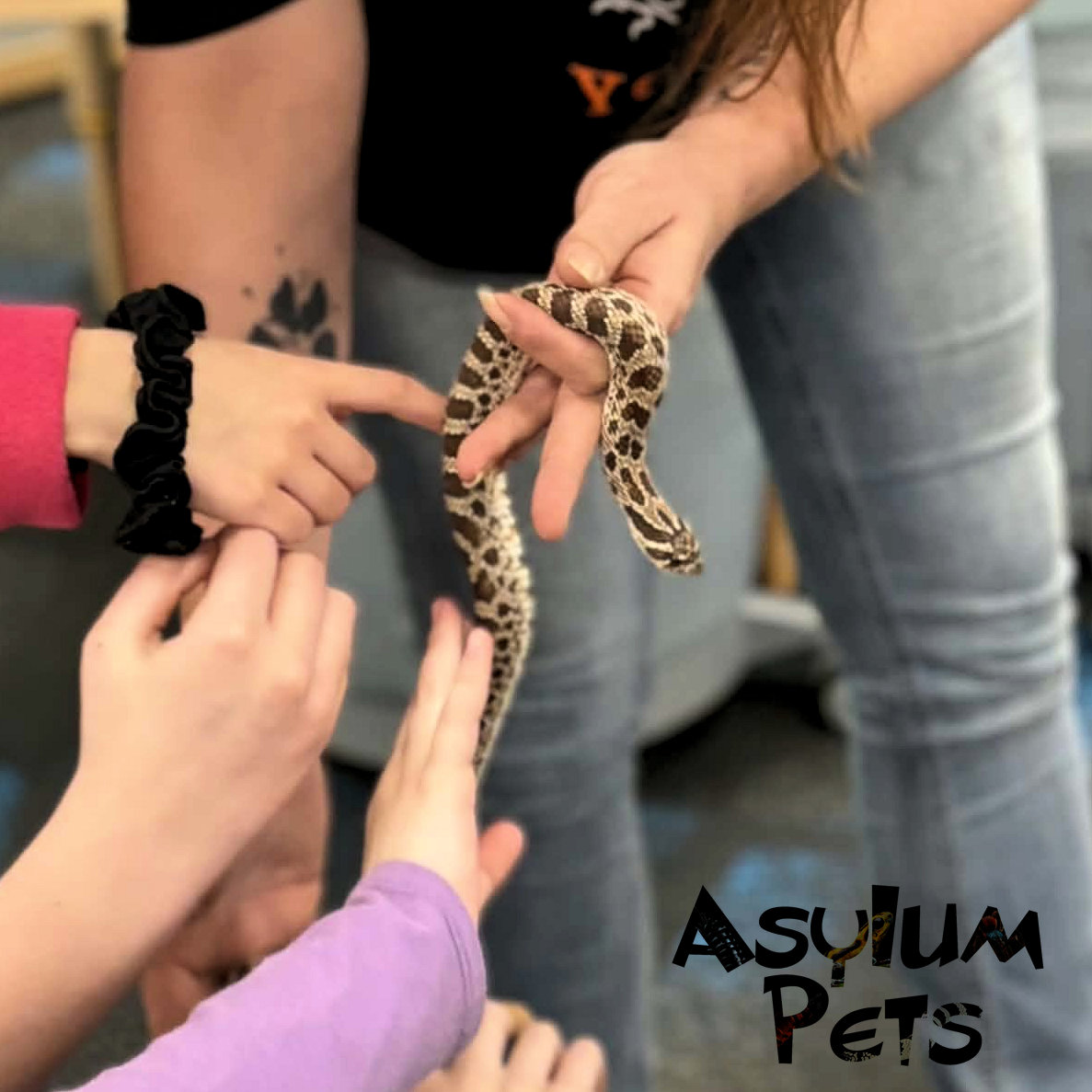 AsylumPets49509's tweet photo. We’re thrilled to announce the 2nd clutch currently incubating here at Asylum Pets! We have seven eggs from Aileen Wournos (a normal with possible hets) and Corn Chip, our stunning AAA male who sired our previous albino clutch. We expect these little ones to begin pipping around October 24th, and we can’t wait to see them hatch next month! Aileen has also been a wonderful ambassador for our shop, frequently visiting local elementary schools as part of our education program.
In the meantime, we still have a few of Corn Chip’s previous hatchlings looking for their forever homes. Stop by the shop to meet them, explore our full selection of reptiles and invertebrates, and browse our wide range of supplies. Whether you need to stock up on feeders, refresh your enclosure decor, or replace your UVB bulbs, we have everything you need to keep your pets thriving. Stay tuned for info about some new inmates currently set to arrive this week at Asylum Pets. See you soon!
#asylumpets #hognose