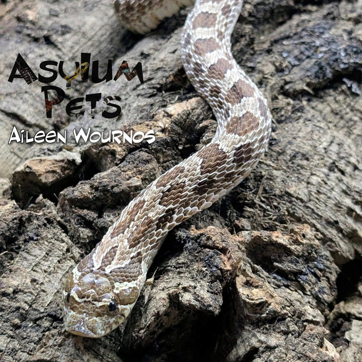 AsylumPets49509's tweet photo. We’re thrilled to announce the 2nd clutch currently incubating here at Asylum Pets! We have seven eggs from Aileen Wournos (a normal with possible hets) and Corn Chip, our stunning AAA male who sired our previous albino clutch. We expect these little ones to begin pipping around October 24th, and we can’t wait to see them hatch next month! Aileen has also been a wonderful ambassador for our shop, frequently visiting local elementary schools as part of our education program.
In the meantime, we still have a few of Corn Chip’s previous hatchlings looking for their forever homes. Stop by the shop to meet them, explore our full selection of reptiles and invertebrates, and browse our wide range of supplies. Whether you need to stock up on feeders, refresh your enclosure decor, or replace your UVB bulbs, we have everything you need to keep your pets thriving. Stay tuned for info about some new inmates currently set to arrive this week at Asylum Pets. See you soon!
#asylumpets #hognose