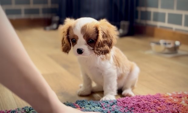 Jikkanoinu420's tweet photo. 躾最中のちびちび

#キャバリア
#犬
#dog https://t.co/jC3I8eIiVO