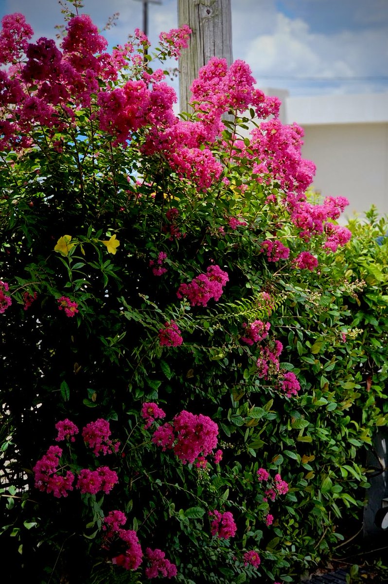 epintadorm's tweet photo. Pretty pink Crapemyrtle . #mymorning #goodday #grateful #nature #FlowersOnMonday #craplemyrtle #mypics https://t.co/n3HyDvKLKk