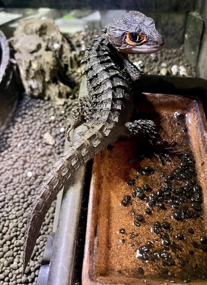 Mr00517819's tweet photo. 🦎爬虫類好きさん、はちゅレプにぜひ！

初心者さんも大歓迎✨
飼育相談・写真や動画共有・雑談など、気軽に楽しめます！
「ちょっと気になる」だけでもOK🙆‍♂️
爬虫類好きなら、ぜひ一緒に楽しみましょう🐍

写真は参加して頂いてる方から提供させてもらいました📸
#はちゅレプ #爬虫類 https://t.co/3Pxywmz4n4