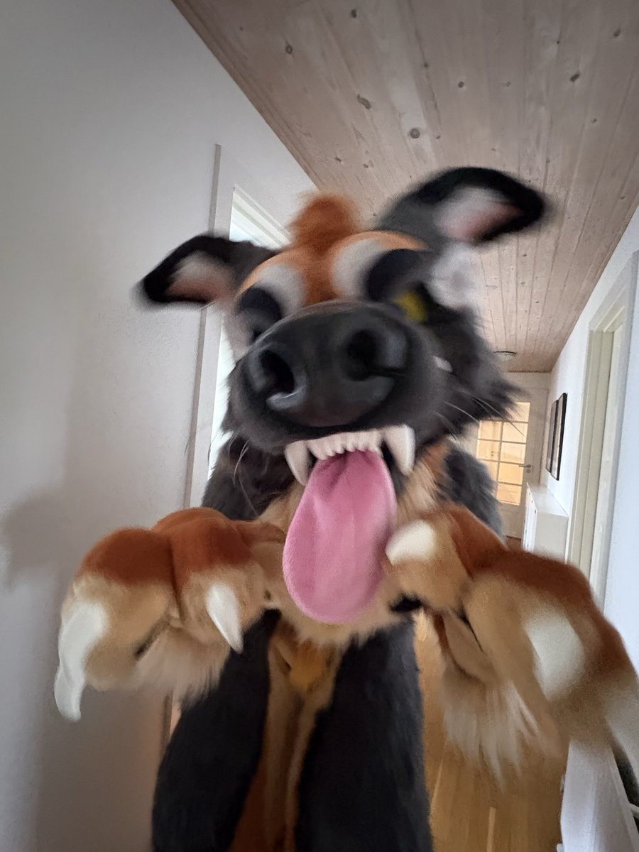 Flip_gshep's tweet photo. #fursuit #furry #fursona https://t.co/8OADydMCAD