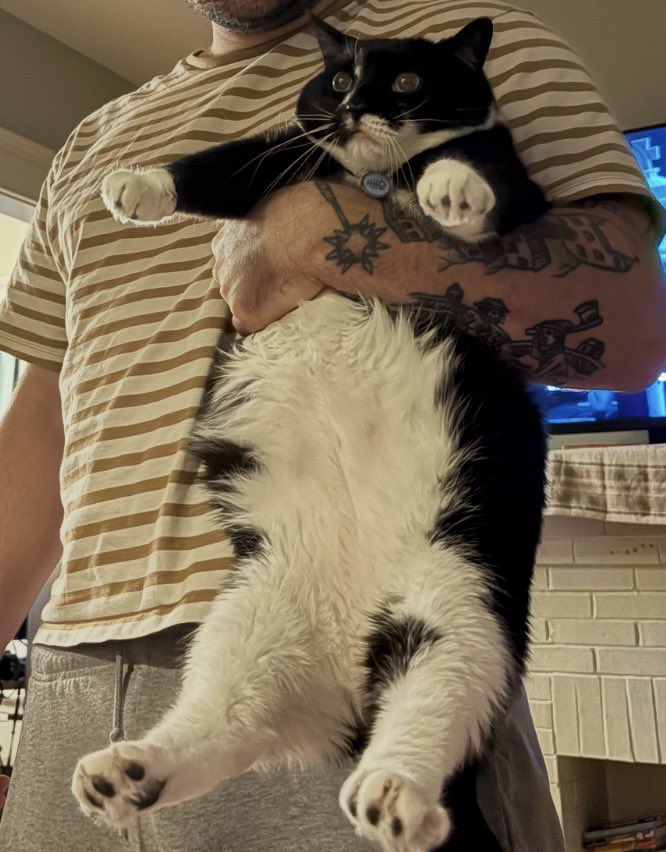 gnarlypug's tweet photo. the second smartest cat btw https://t.co/eKYytUE1Z9