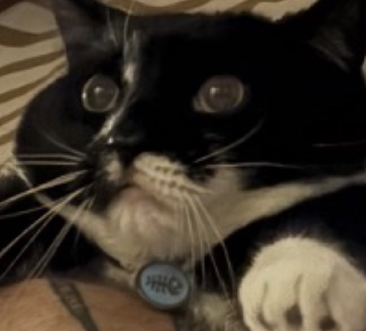 gnarlypug's tweet photo. the second smartest cat btw https://t.co/eKYytUE1Z9