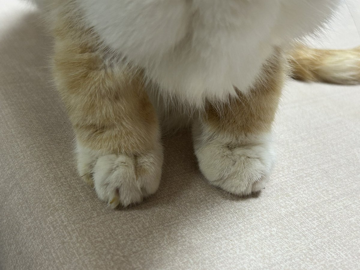 ShingmKururi's tweet photo. 脱水症状で1日おきに点滴してるんだけど「たっぷり入れときましたよ」と…　短足すぎて可愛い

先日丸めたティッシュと間違えて
くるちっちの手で汚れ拭いてごめんね https://t.co/qPwxwyAjp4