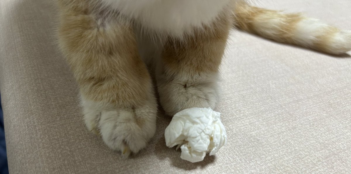 ShingmKururi's tweet photo. 脱水症状で1日おきに点滴してるんだけど「たっぷり入れときましたよ」と…　短足すぎて可愛い

先日丸めたティッシュと間違えて
くるちっちの手で汚れ拭いてごめんね https://t.co/qPwxwyAjp4