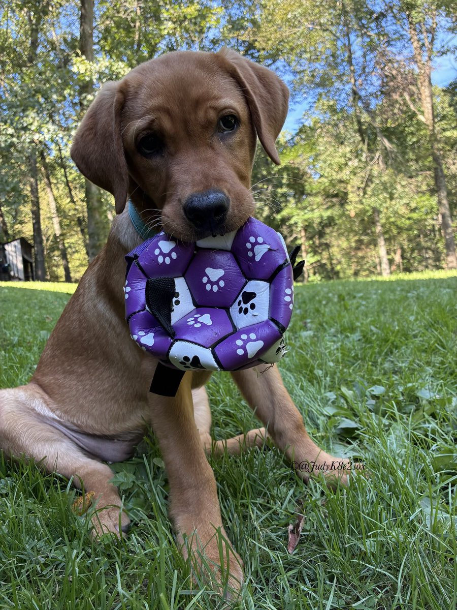 JudyK8e2sox's tweet photo. Goob #MondayMorning frens🥰
For some reason, mine ballie no longer rolls😔🤭
Also, mommy continues to call me “Samantha Sawtooth🦈”
Sam🧡
#dogsoftwitter #englishfoxredlabpuppy #dogsofx https://t.co/go1tnkBuiT