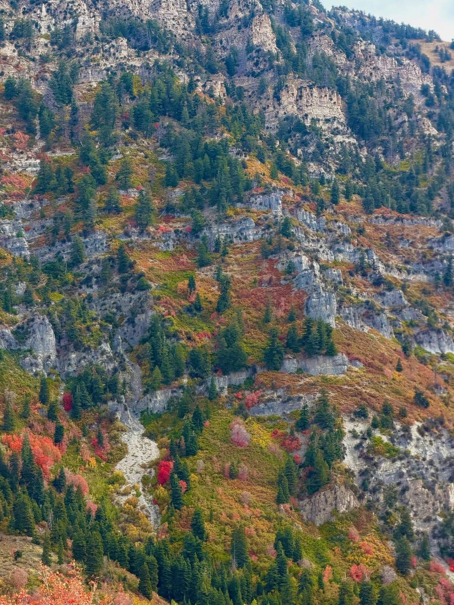 naturebeauty760's tweet photo. Buffalo Peak Trail, Utah 🇺🇸 https://t.co/wCsz6VDycW