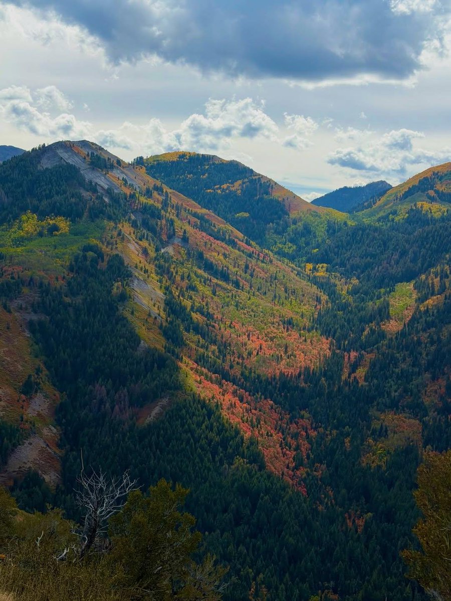 naturebeauty760's tweet photo. Buffalo Peak Trail, Utah 🇺🇸 https://t.co/wCsz6VDycW