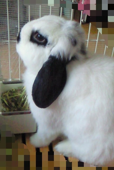 nanatokml's tweet photo. 先代🐰
これもガラケーの写真。

後頭部にもちょこちょこと模様がある子でした🐰可愛い。可愛いしか出てこない。撫でたい🥹 https://t.co/21gZt2hJpr