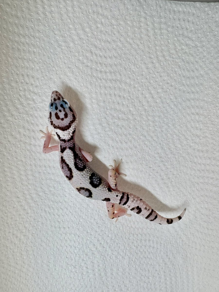 KKB_Farm_Z's tweet photo. しろくてかわいい https://t.co/wDFKoA98a8
