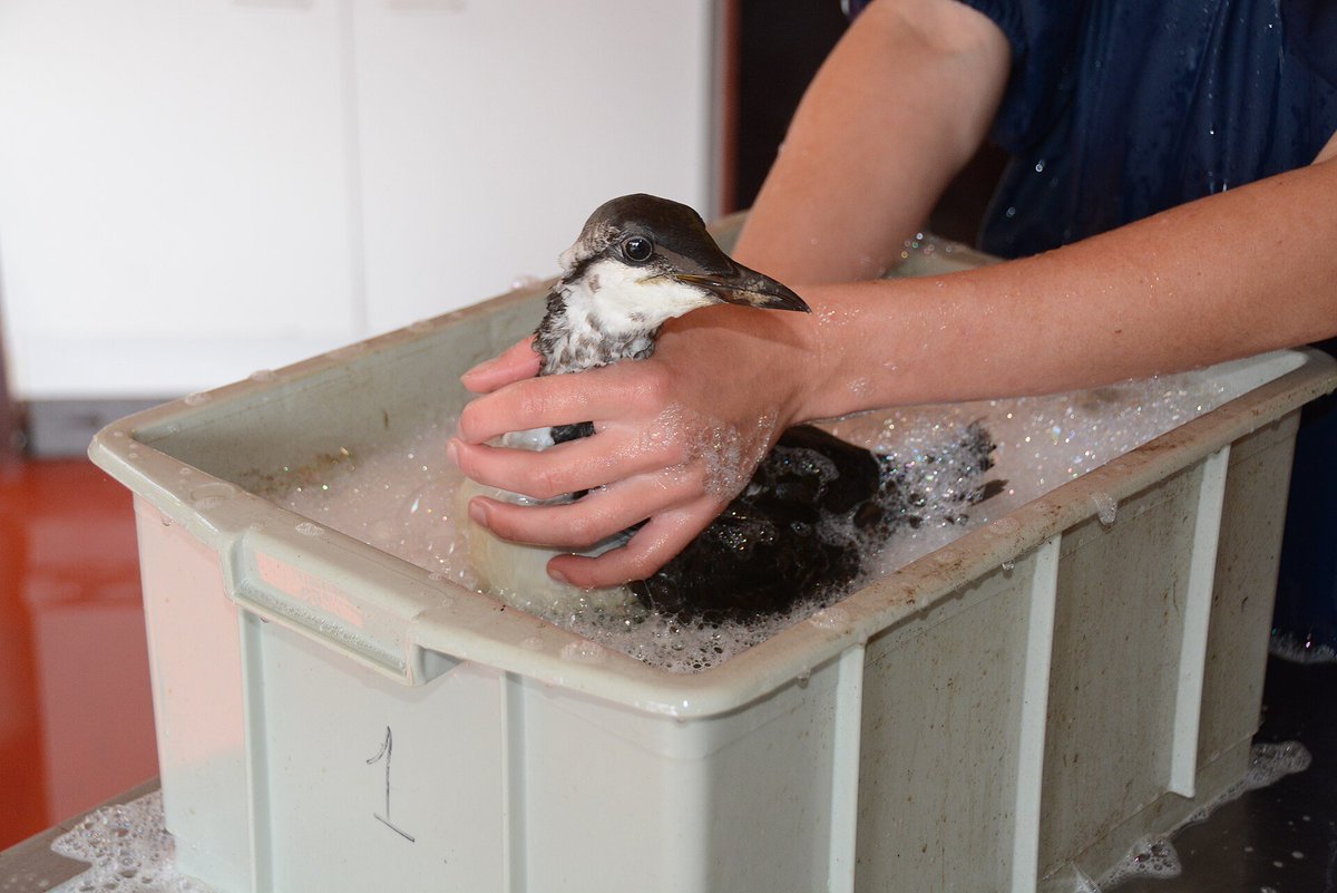 kaptrice's tweet photo. Washing my guillemot https://t.co/BlDpA9Qq1R