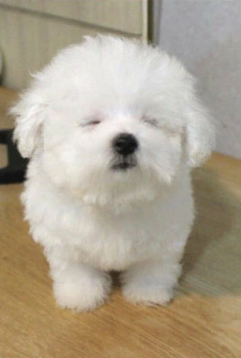 prettynyako's tweet photo. 似てる >_< 白くてほわほわで >_< https://t.co/KweVxiPOAZ