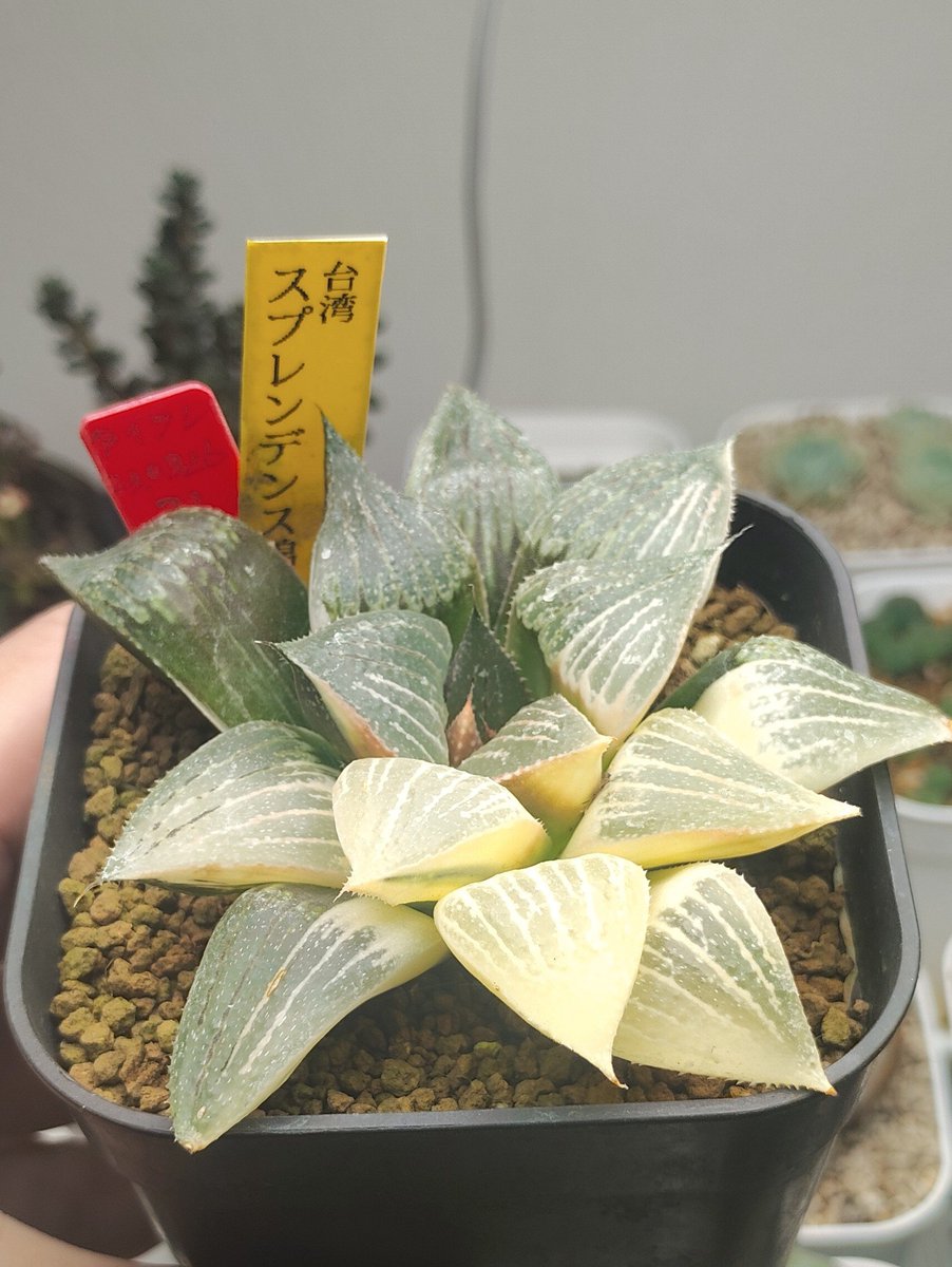 hirokitsune_sf's tweet photo. 五反田BB戦利品②
台湾スプレン���ンス錦

OK plantsさんから。
斑がとても綺麗。
遠目から見ても華やかで目立つ。 https://t.co/qXhnGJMNdY