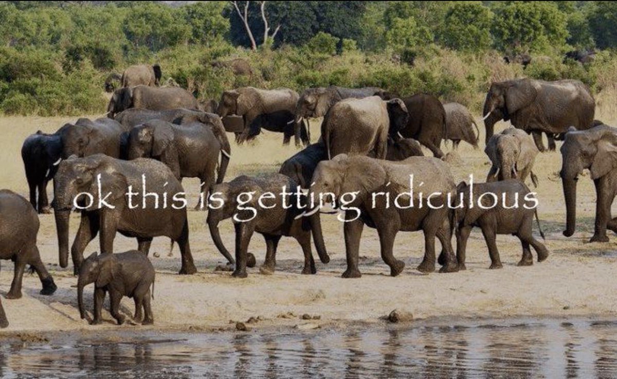 okur228's tweet photo. @mistuzha Mitya’s elephants atp: https://t.co/9b9dfUFPxd